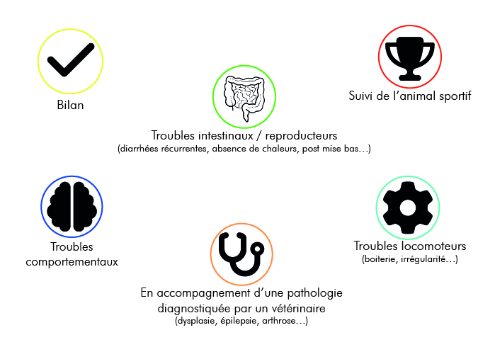 Bilan. Troubles intestinaux / reproducteurs (diarrhées récurrentes, absence de chaleurs, post mise bas; etc). Suivi de l'animal sportif. Troubles locomoteurs (boiterie, irrégularité, etc). Troubles comportementaux. En accompagnement d'une pathologie diagnostiquée par un vétérinaire (arthrose, dysplasie, épilepsie, etc) 